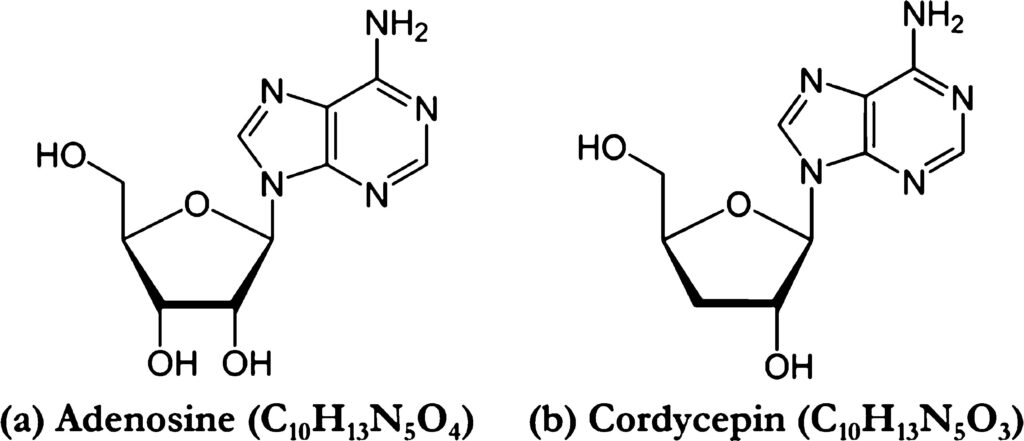 Adenosine-va-Cordycepin